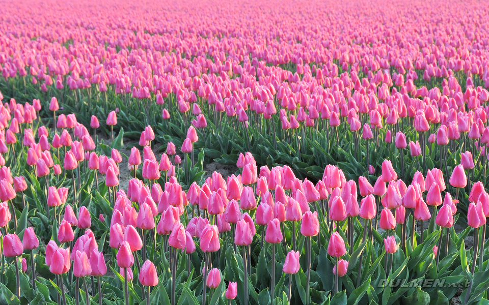 Field with pink Ollioules tulips